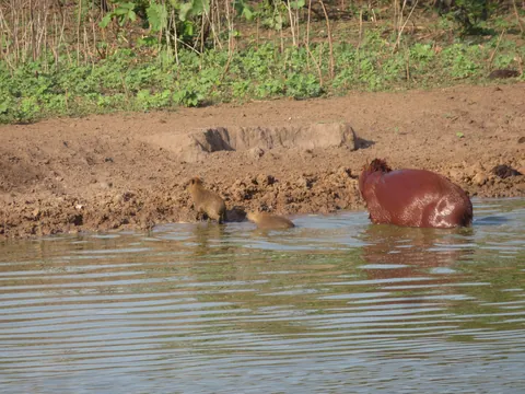 🔥 Baby capibaras are fantastic