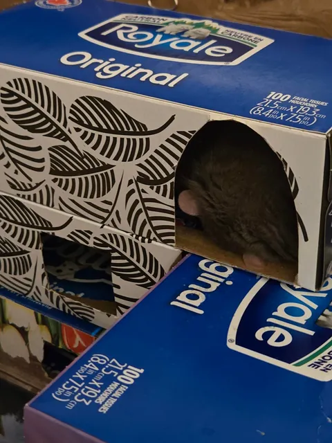 Jimily is over overweight!