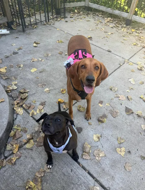 Bambi is getting so much love on her mystery 100% plott hound post so I’d thought I’d share a little more🥰