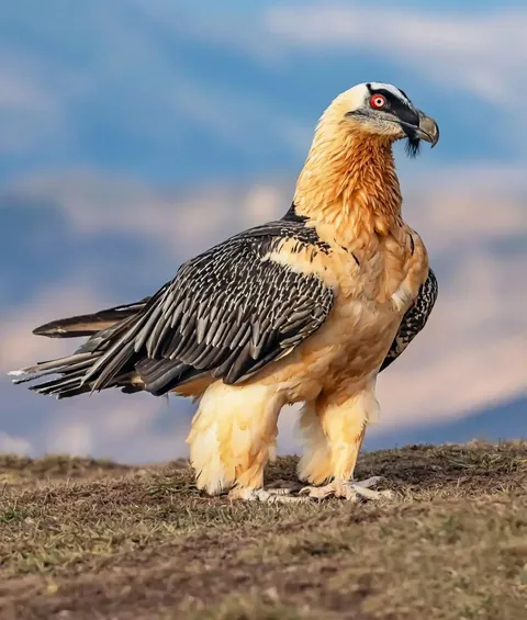 This Bearded Vulture (Gypaetus barbatus) is straight-up one of nature's most brilliant specialists It's the only bird whose diet is 70-90% bone. It ignores the meat and goes straight for the marrow.