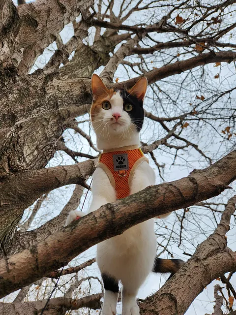 Introducing Baby Jessica