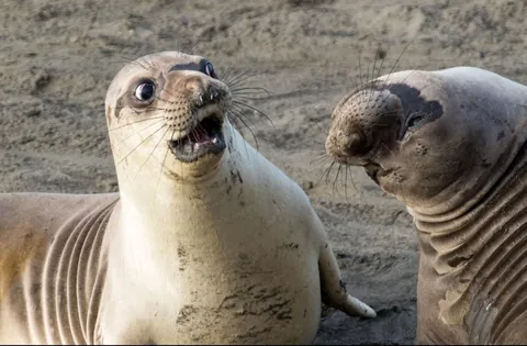 🔥 A collection of the winning photos of the Wildlife Comedy Awards Winners (2017).