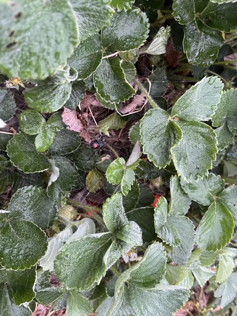 Was picking strawberries this morning and look who I found