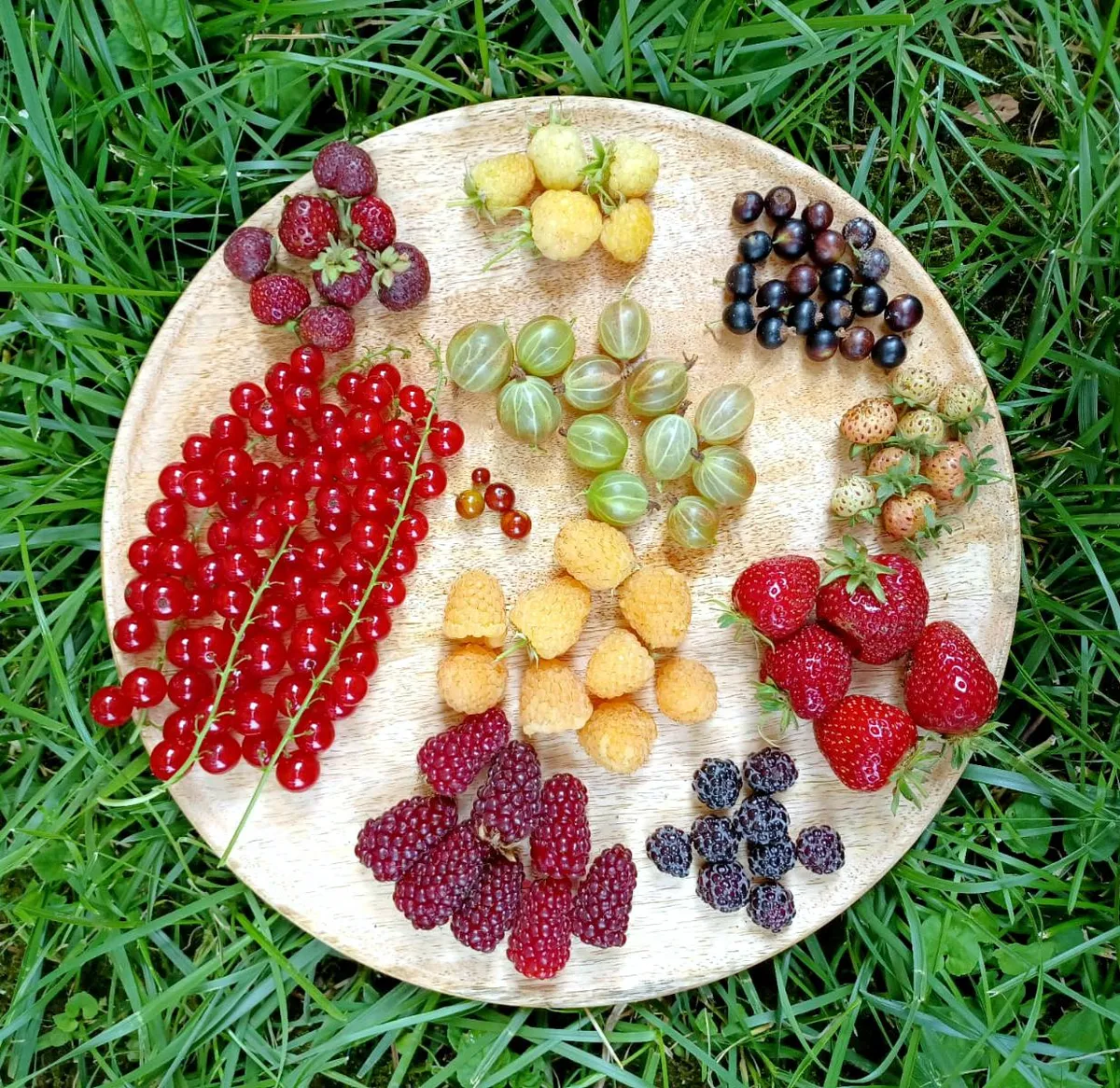 Every berry type that's ripe in my garden right now. I wish I could take pictures of all of them together, but a lot have different ripenig times. List of berries in the comments.