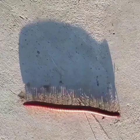 The shadow of a millipede walking 🐛