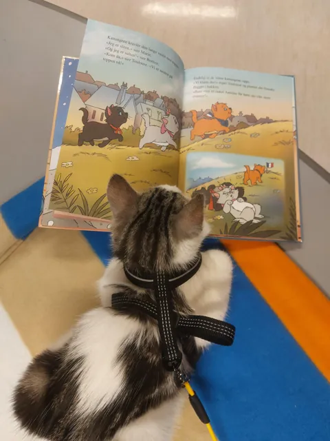 Library kitty update: He was caught sleeping on the job and stalking the visitors.