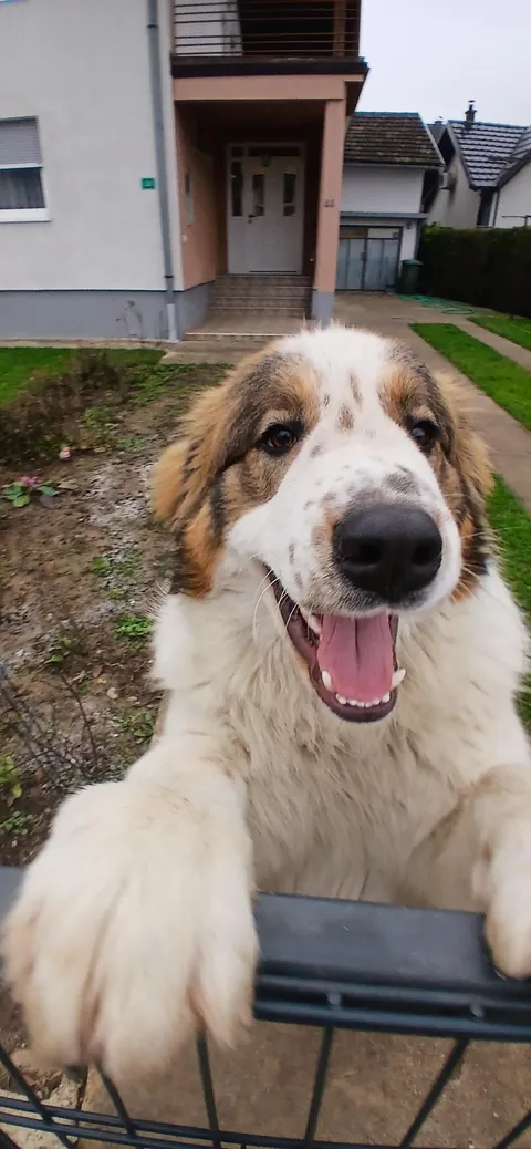 My Bosnian Shepard-Tornjak ,he has 10 months