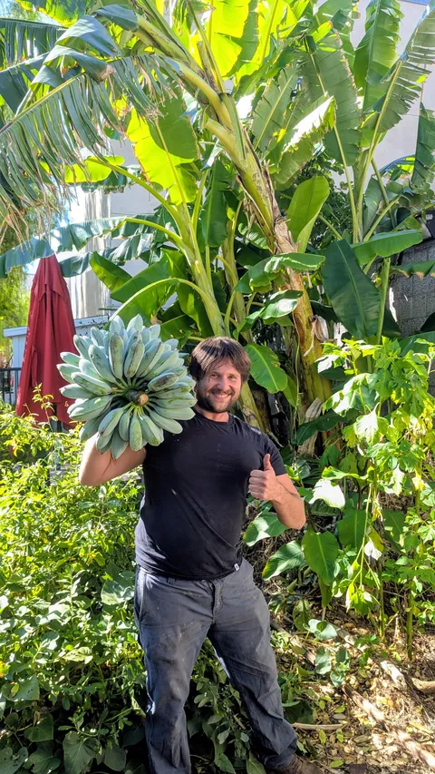 Third harvest of Blue Java bananas fed nothing but green waste | SoCal zone 10a