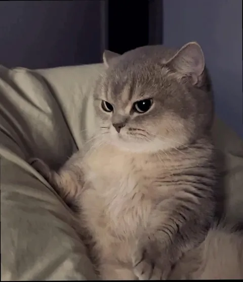 Serving looks and silent judgement since birth