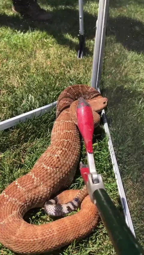 a loud rattlesnake upclose
