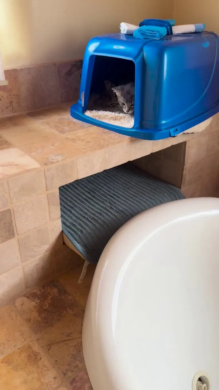 Foster babies have learnt to purr in 12 hours