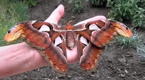 Attacus Atlas, the amazing butterfly disguised as a snake and is considered the largest butterfly in the world.