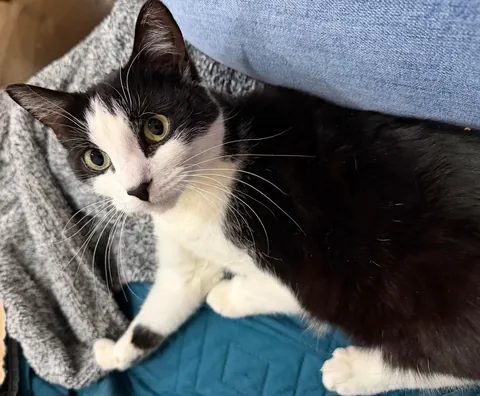 Final plea to help find Legacy, special needs cat, a home