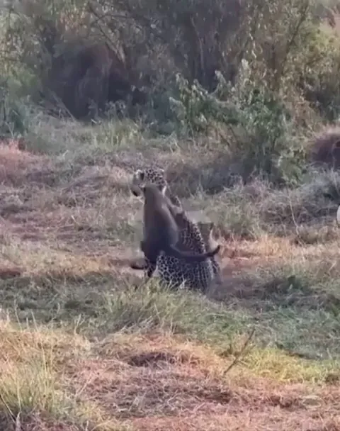 Mother jaguar patiently bringing up her cubs