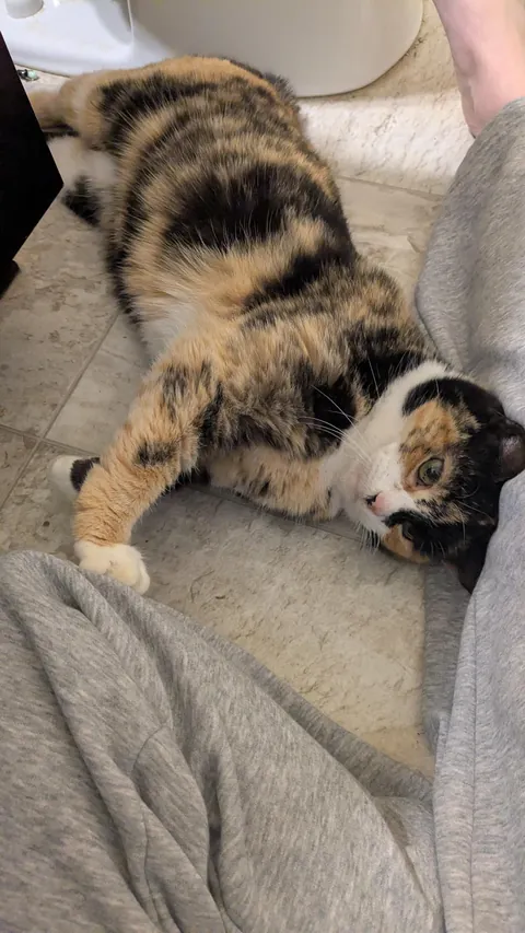 Stray girl has come SO FAR! From hiding to cuddling!