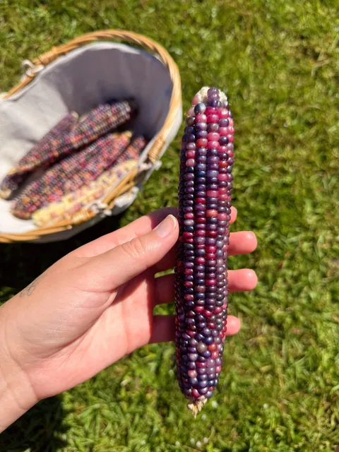 glass gem corn harvest! 🫶🏼