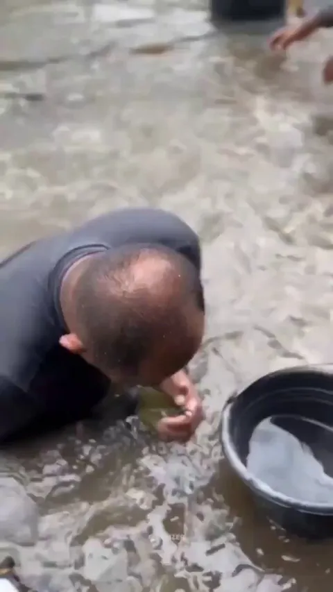 Arowana fish are a mouthbrooding species, with the male protecting his young by carrying them in his mouth.