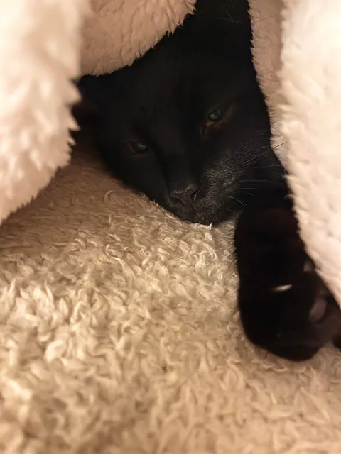 2 months today since my void was rescued from a fire in my apartment