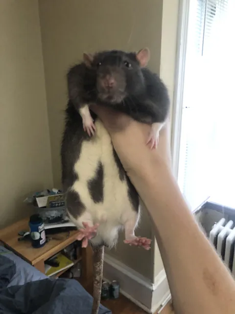 This one has been becoming very fat.