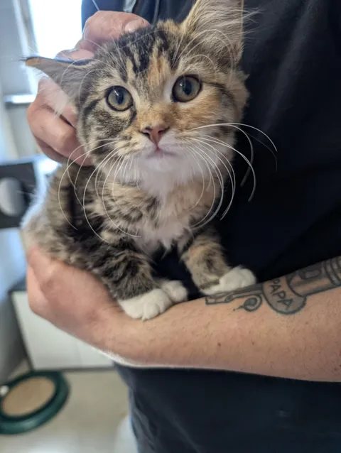 We went to visit our local shelter and this little one claimed my bf 