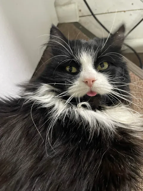 Remember that day I found him on the road 3 years ago, and now he grows into so huge pumpkin 🖤