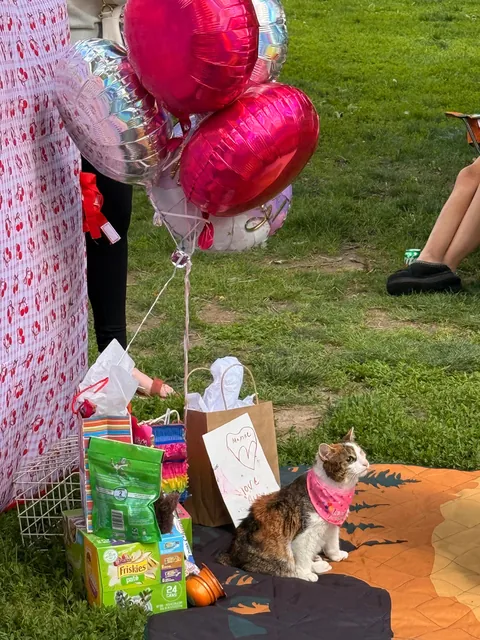 My friend threw her disabled cat a birthday party in the park