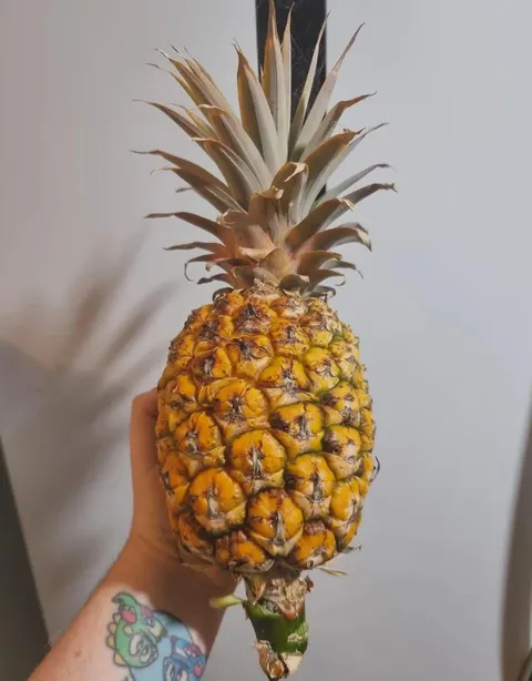 3 years, 11 months, and way too much Googling later behold: my pineapple!