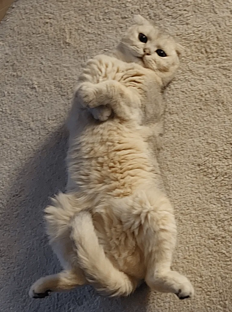 My beloved cat left this world forever.