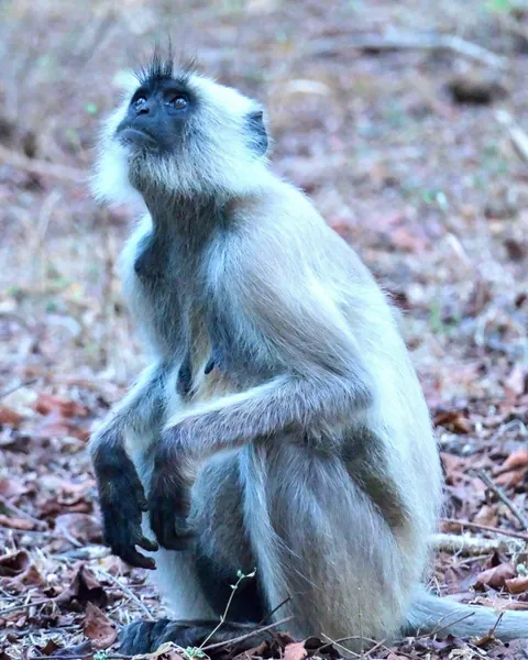 India Golden Triangle During Holi