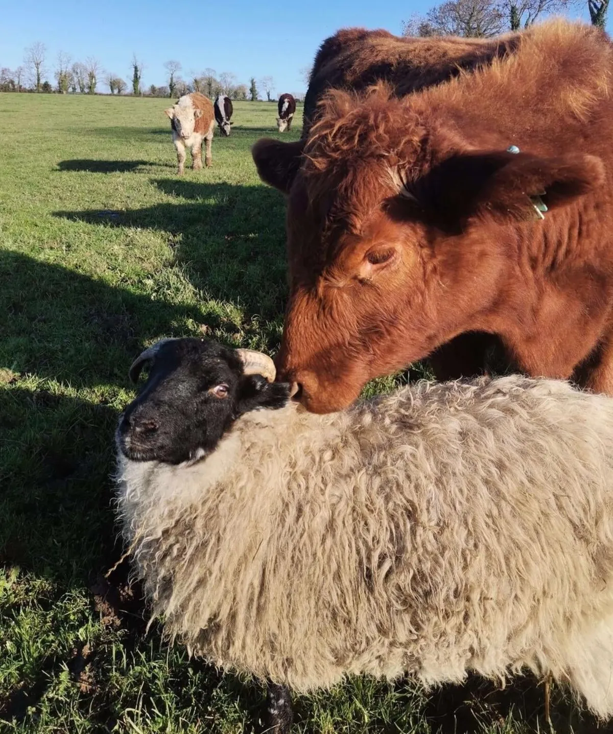 I’ve had Bramble for two years now. He was such a small lamb that I got him for free from a farmer, but he has grown into a very strong boy! I love him so much.