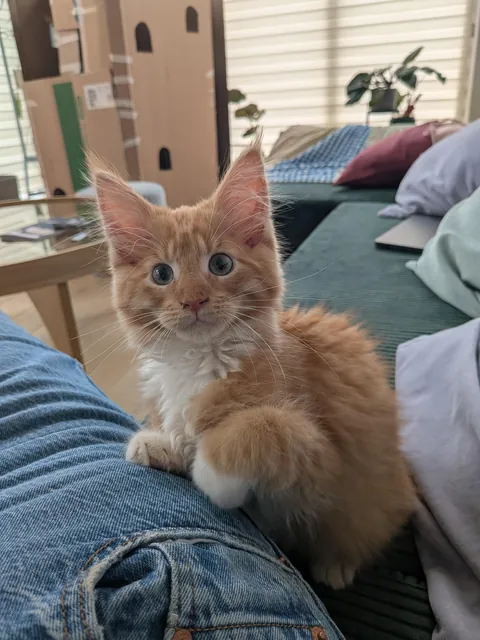 Adopted this sweet boy - noticed there is something slightly off about his eyes