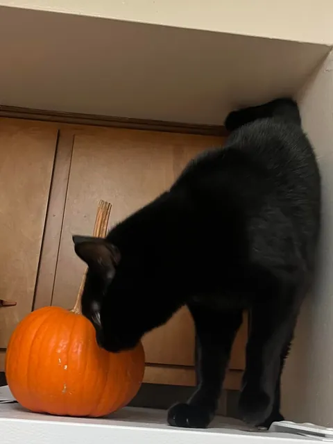Edgar hopes you guys had a spooky Halloween