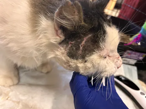 What a change 2 months can make- Foster Fail- read for a happy end 😻