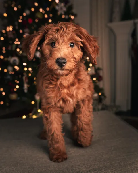 I'm 43, never had a dog. My kids talked me into it and now I'm a dog guy