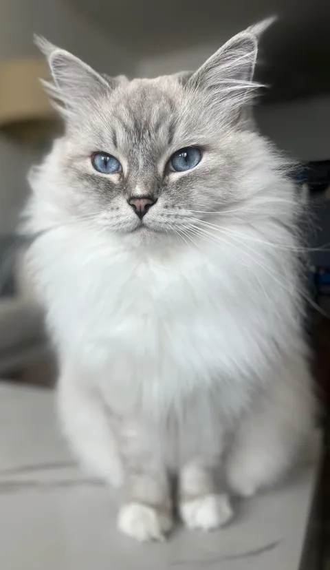 Mufasa was vigilantly looking for a fly that was in the house!