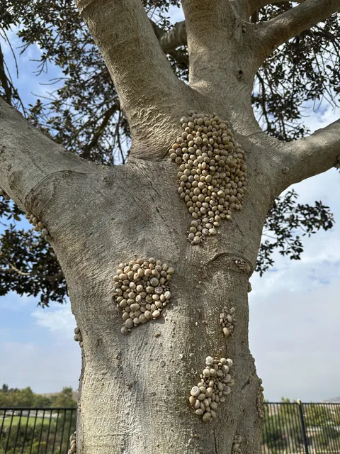 Snails decided to climb this tree and hang out in bunches.