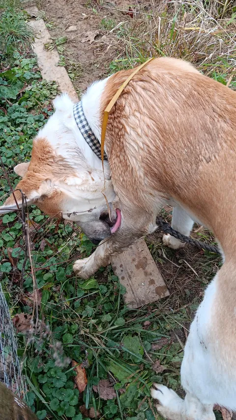 [OC]He saved the ball ...but couldn't save himself.