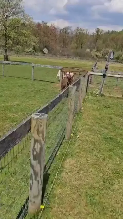 A video of an ass trying to kidnap a young goat.