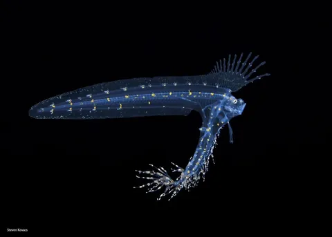 🔥 Transparent/translucent marine life during a blackwater dive off the coast of Kume Island, Japan 🔥
