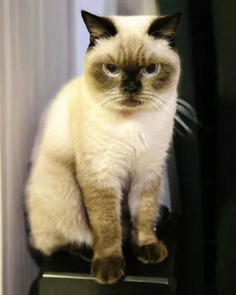 Once the sickly kitten nobody wanted. Now my beautiful child.