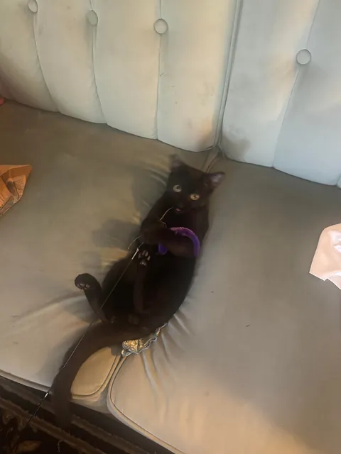 Because it’s that time of year, show me your beautiful familiars! 🖤🐈‍⬛