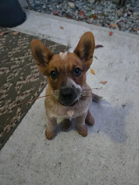 Henlo frens! I is the Toffee bebe!