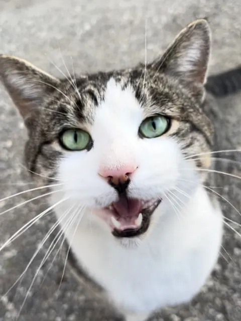 I think I’m biased but Ollie is a good looking boy