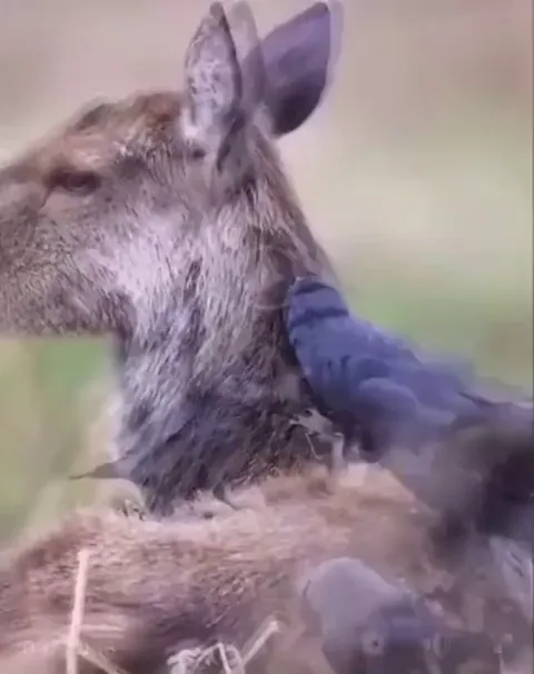 🔥 Birds collecting excess fur from a deer to build a nest later