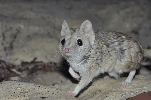 Tiny Australian predator defies drought to recover from near-extinction