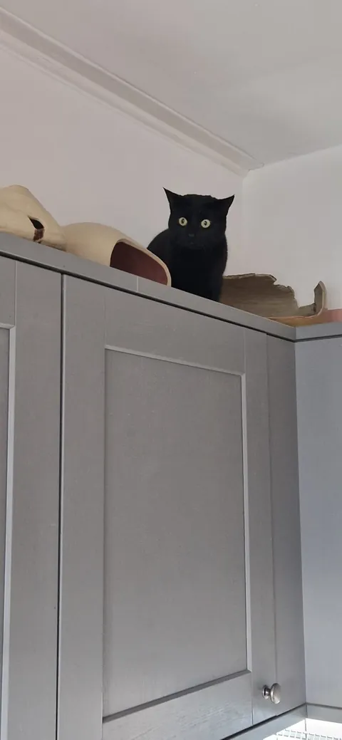 Family brought their dog over for Christmas, she stayed on top of that cabinet all day 🥲