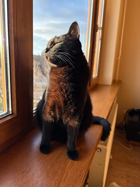 Black nose, black whiskers,  black paws… white tip of tail? 🖤🖤🖤🤍