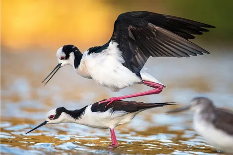 🔥 18 images from the 2025 Audubon Photography Awards