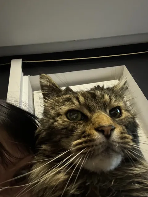 Lost my childhood beautiful boy and I couldn't even say goodbye because I'm at a college far away from home