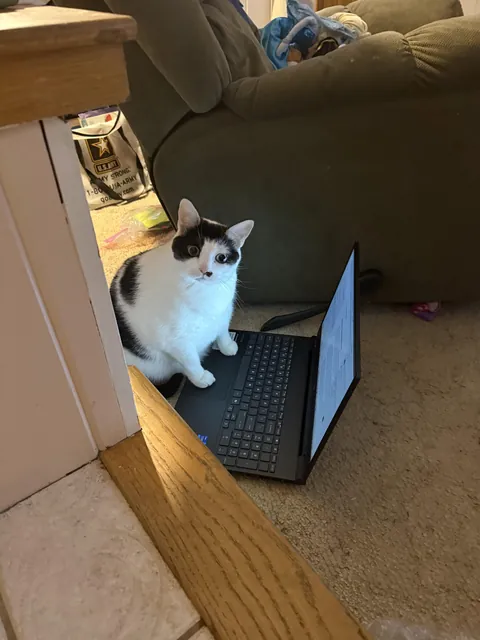 “Per my last email, the pile of clean laundry I sleep on needs to be left out for no less than 5 hrs post drying. Any sooner will result in disciplinary actions of me standing on your chest in the middle of the night to disturb your rest as well.”